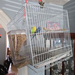 Bird Cage