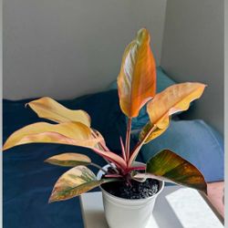 Philodendron Red Congo Variegated