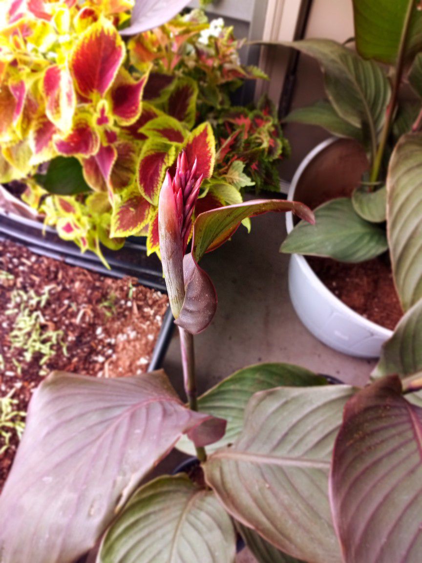 4 Beautiful Canna Lily Plants 