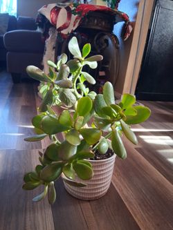Siempre Viva Planta