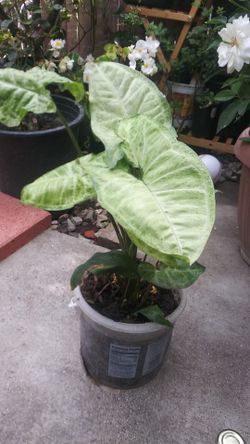 Plant