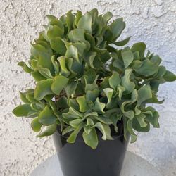 1.5 Gallon Pot Succulent Plant - Crassula Undulate - Ruffles - Ripple Jade - Rooted &  Established - 🪴- Drought Resistant 