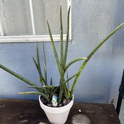 Succulents 