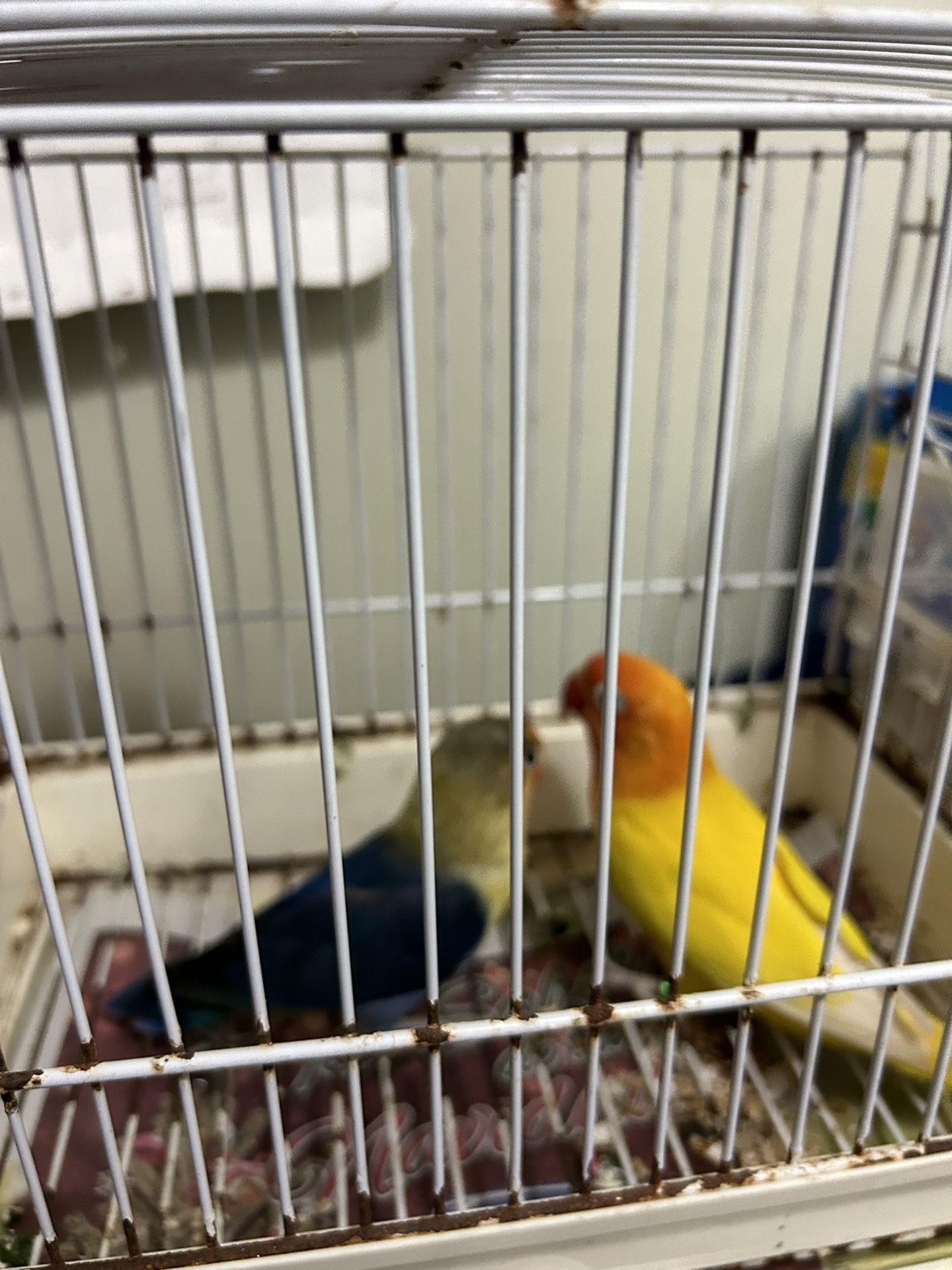 Bird Cage