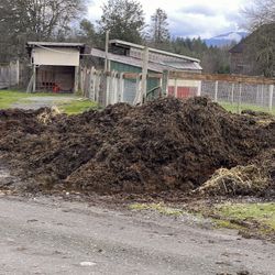 Horse Manure