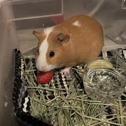 Guinea Pig 