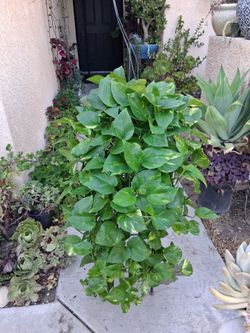 XLONG Golden Pothos Plant $33