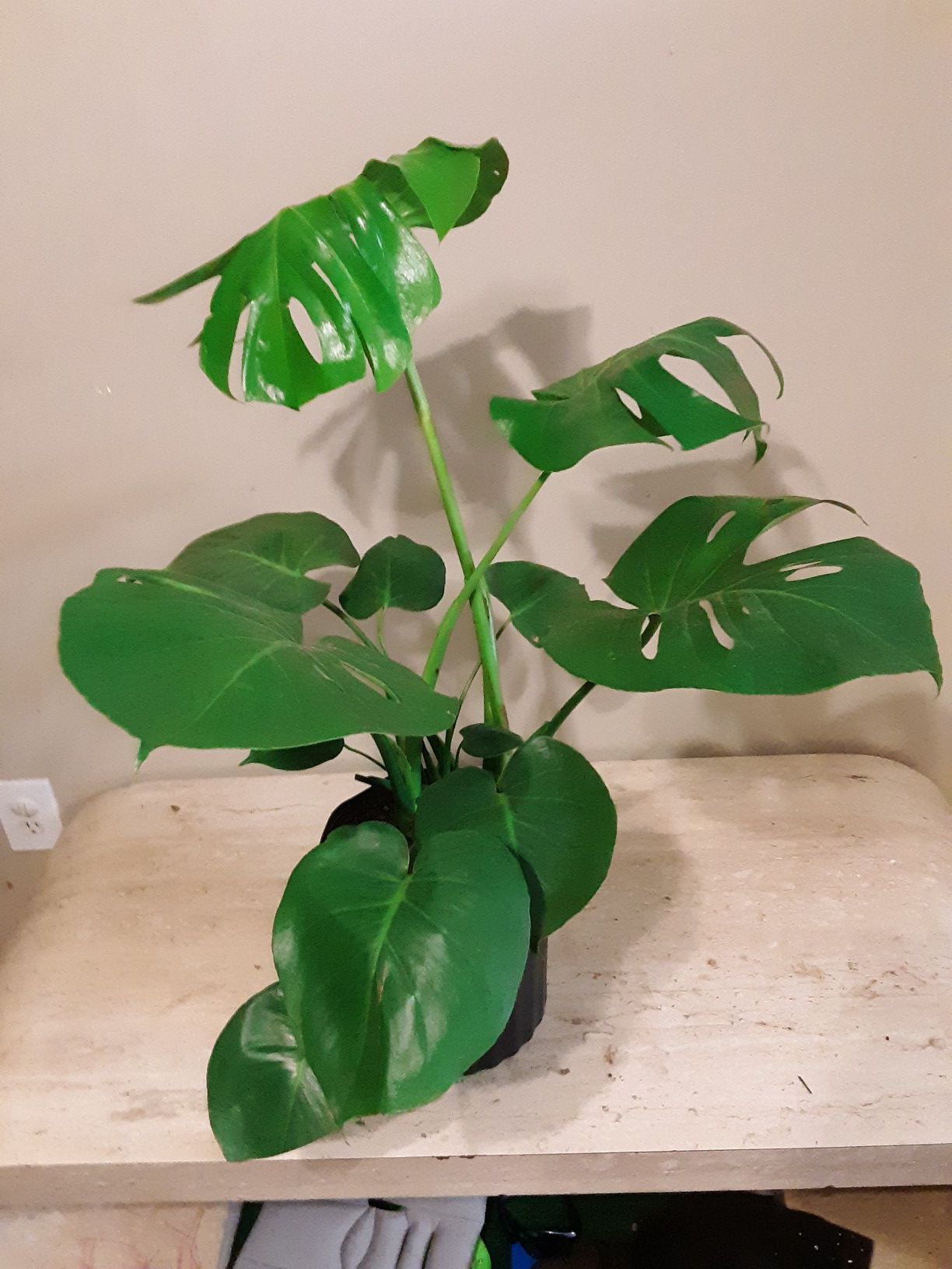 Monstera deliciosa split leaf plants 3 gallons pot 2.5 feet tall