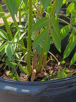Elderberry Plants- ready for fall planting