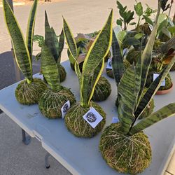 Plants for sale