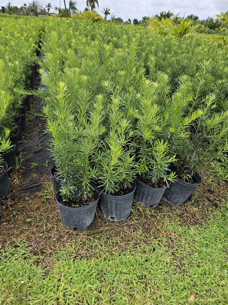 Podocarpus  Only $8 Tall Full Green  Fertilized  Ready For Planting Instant Privacy Hedge  Same Day Transportation 