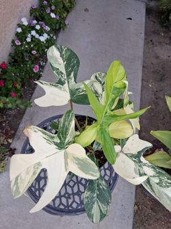 Philodendron Florida BEAUTY Plant $75