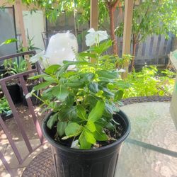 Vinca Plant