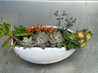 Assorted Succulent Plants