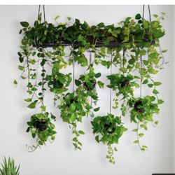 Hanging Real Money Plant 