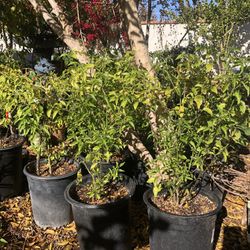 Chiltepin pepper & Cayenne Pepper Plants (Organic)