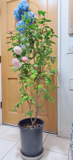 Pink Japonica Camellia Tree