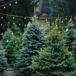 Christmas Trees - Delivery