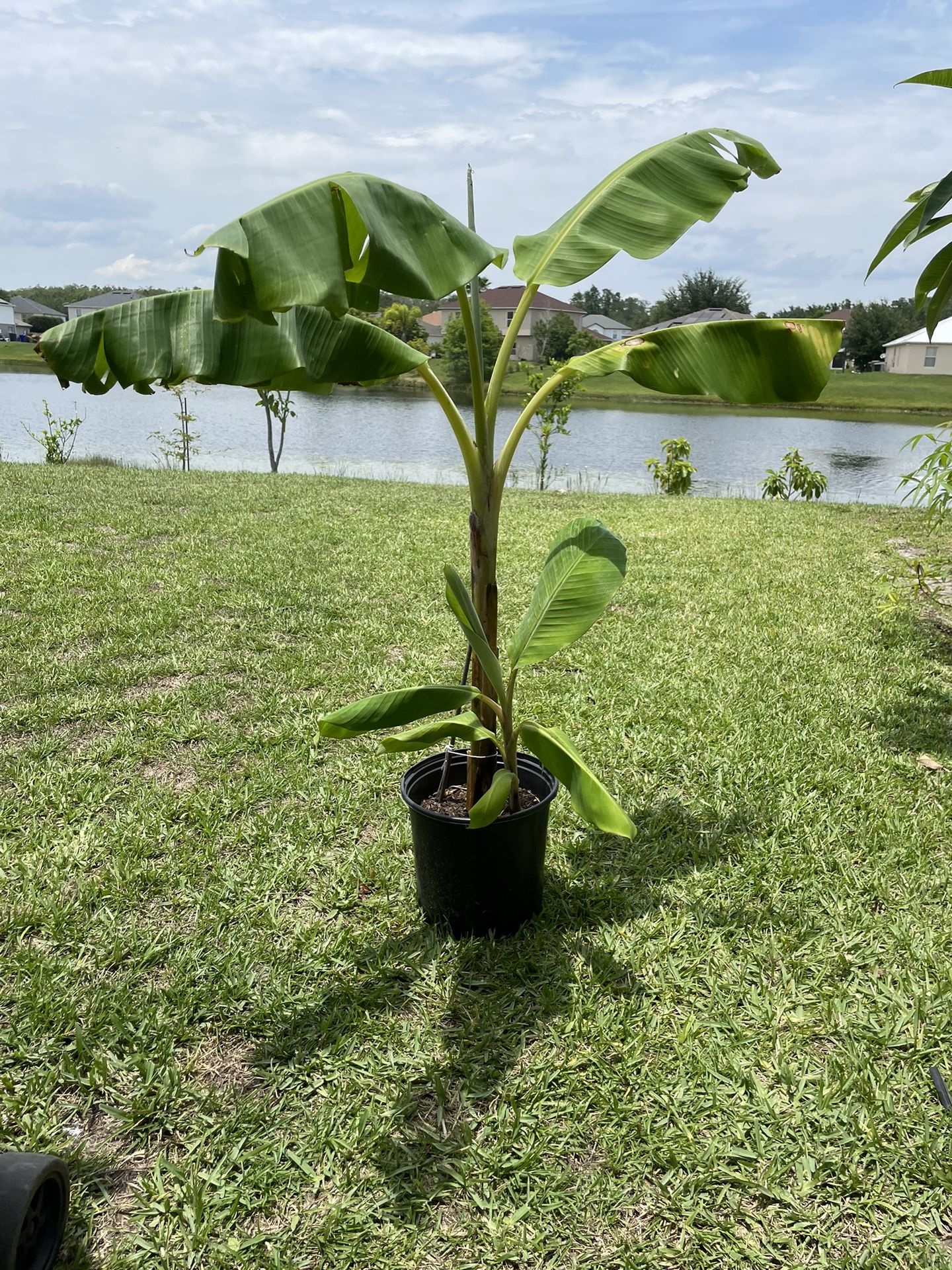 Banana Tree for Sale in Bvl, FL OfferUp
