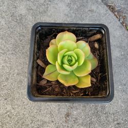 SUCCULENT