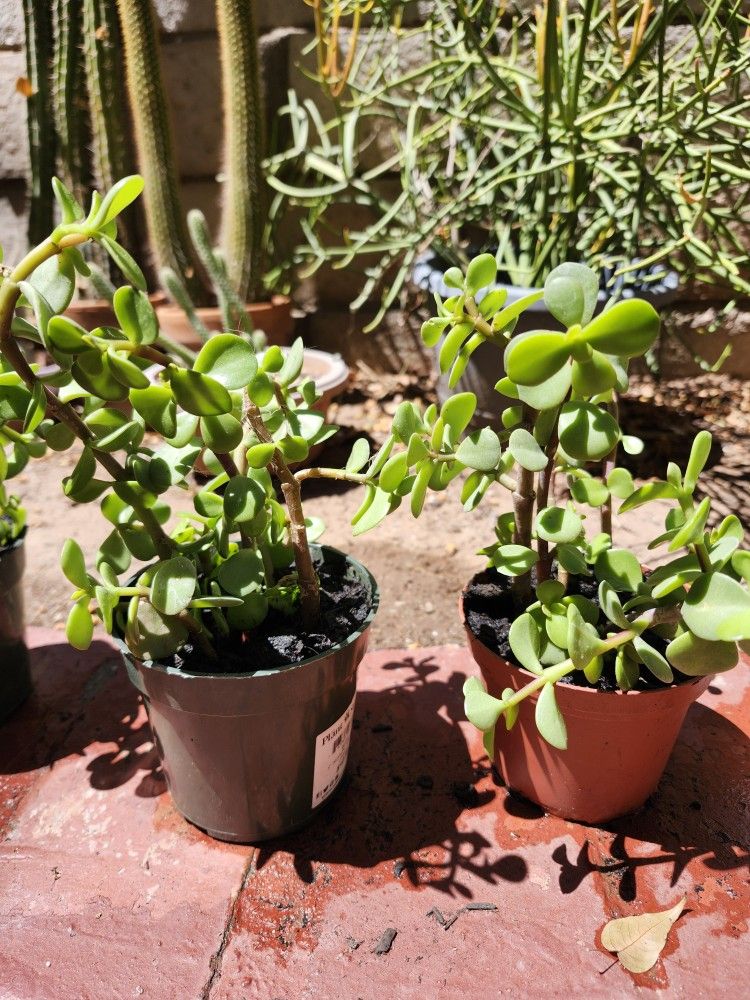 Elephant Ear Plants