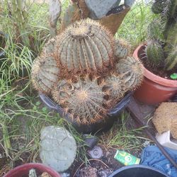 Blue Barrel Clump Plant