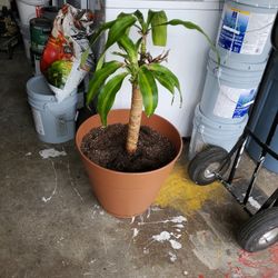 Large Plant On Big Pot