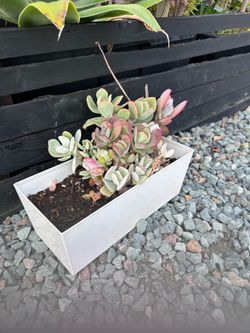 Succulent  in Modern White Planter