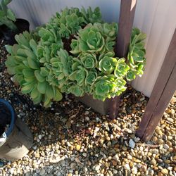 Succulents