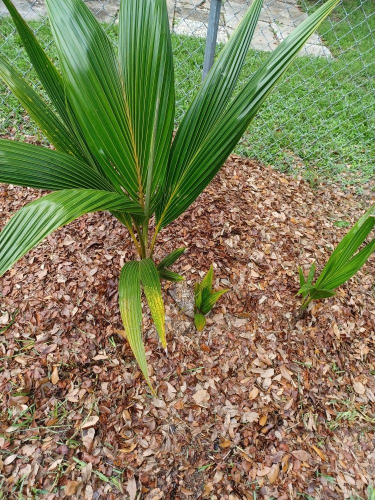 Lawn Mower/Coconut Palms Trees Just 10 Each