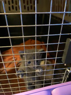 Free kennel