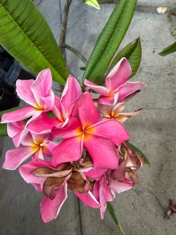 Cutting plumeria
