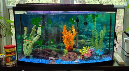 Deluxe 💎 Bowfront 46 gal. Aquarium. Pecera completa de lujo con frente convexo.