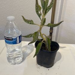 Alligator Plant / Sombreo Mexicano