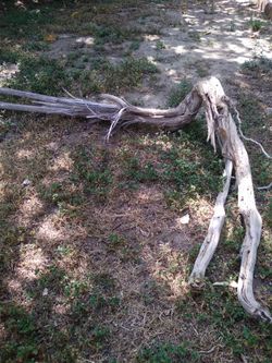 Natural Driftwood Aquarium Terrarium
