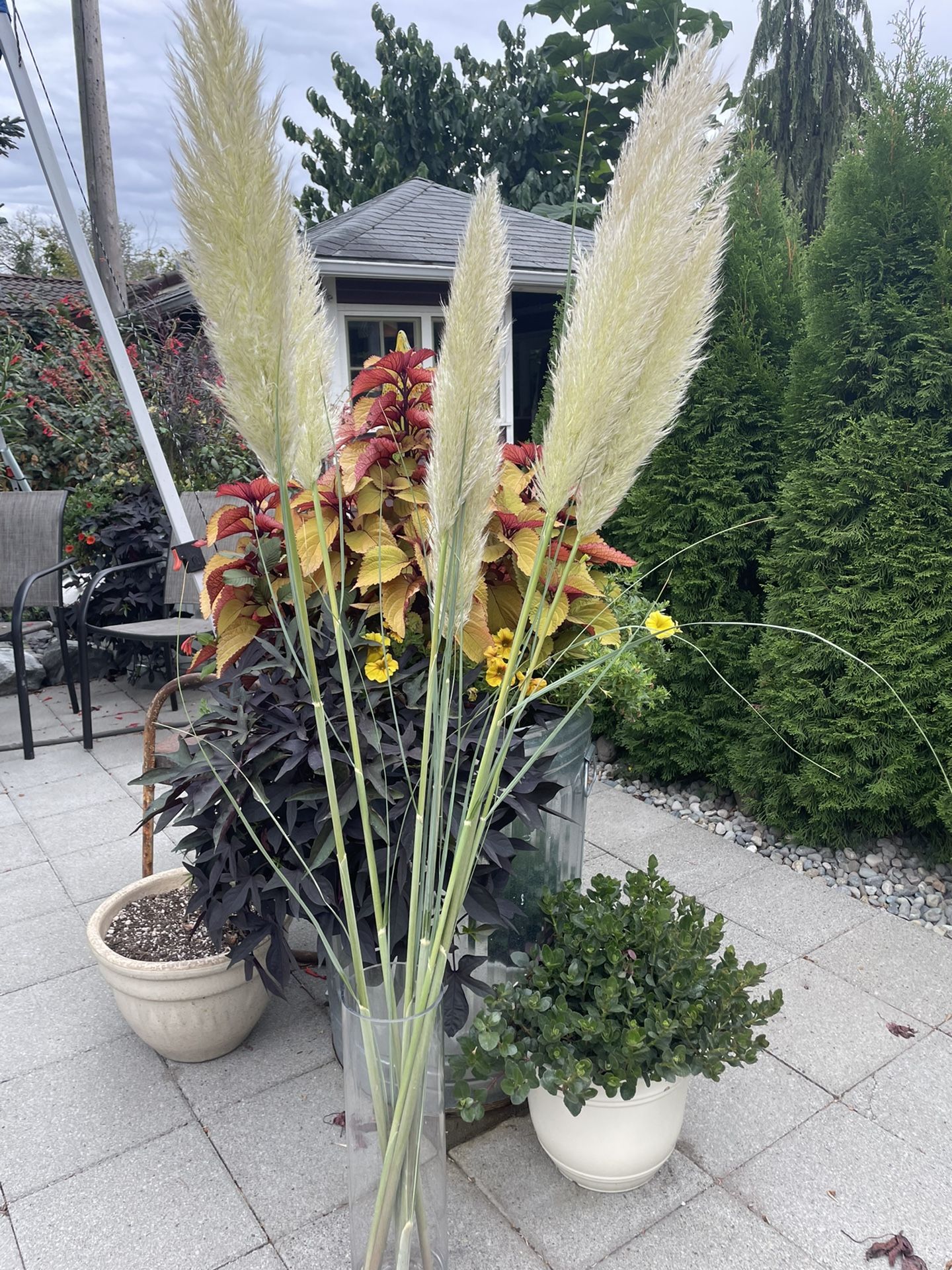 4-5’ PAMPAS GRASS PLUMES! Perfect Shape & Gorgeous!