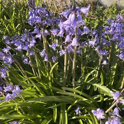 Bluebells