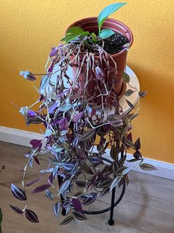 Purple plant