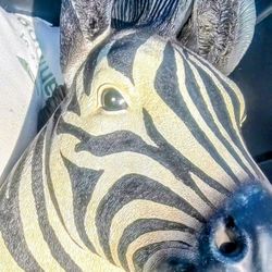 Zebra Painting Sculpture