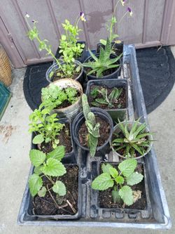 plantas de torongil y suculentas a $2 cada una