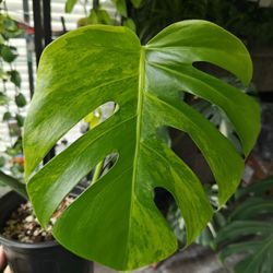 Monstera Aurea 