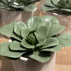 succulents (artificial)
