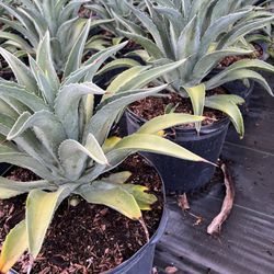 Agave Verde 