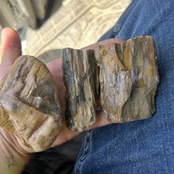 Petrified Wood