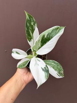 4” white princess philodendron