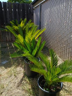 Sago Palm