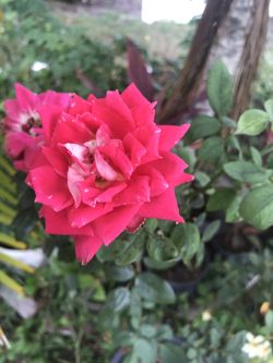 Red rose.