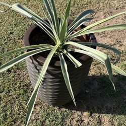 Huge Mega X Extra Large Plant