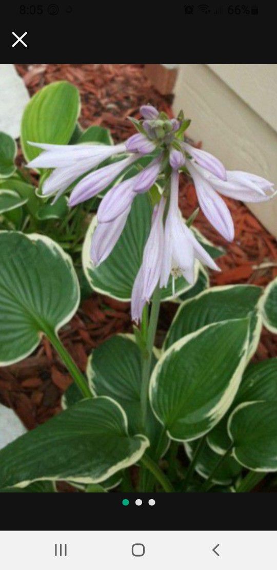 Hosta-perennial