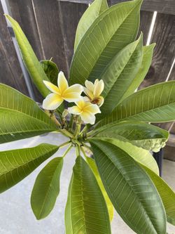 Plumerias Rooted/Mature